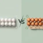 Plastic vs Paper Egg Tray Comparison – Which Is Better